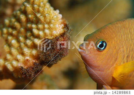 イシガキスズメダイ 14289863