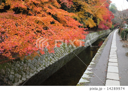 京都　秋の哲学の道 14289974
