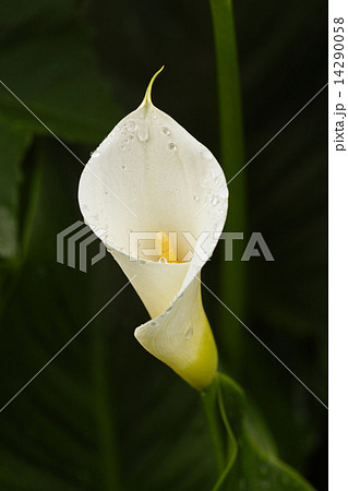 カラー 白い花の写真素材