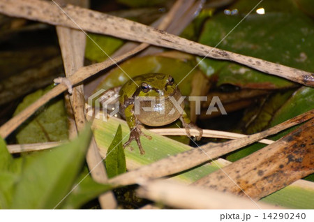 アマガエル_0323 アマガエル_0323 14290240