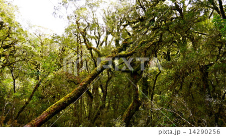 ミルフォードサウンド ミルフォードサウンド 14290256