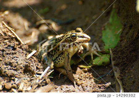 トノサマガエル_0635 14290302