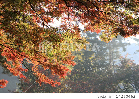 南禅寺 南禅寺 14290462