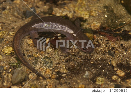 トウホクサンショウウオ_7542 14290615