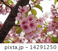 さくら 14291250