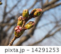 桜のつぼみ 14291253