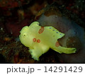 カエルアンコウ 14291429