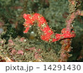 タツノオトシゴ 14291430