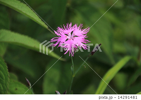 カワラナデシコ 14291481