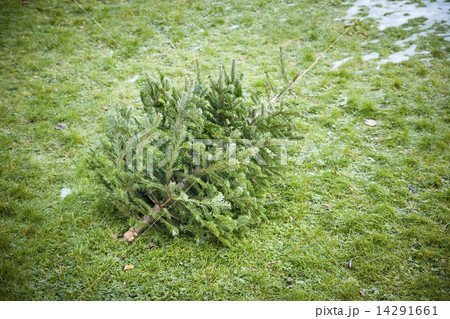 used christmas tree used christmas tree 14291661