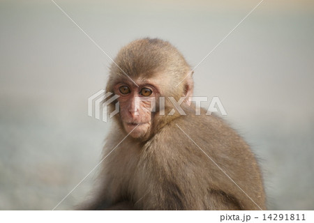 野猿 14291811