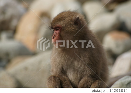 野猿 野猿 14291814