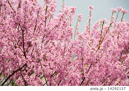 桜 14292137