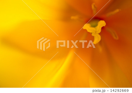 チューリップのアップ 黄色 チューリップのアップ 黄色 14292669