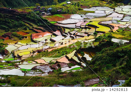 Rice terraces Rice terraces 14292813