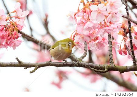 河津桜とメジロ 14292954