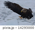「                  」 14293000