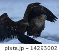 「                  」 14293002