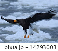 「                  」 14293003