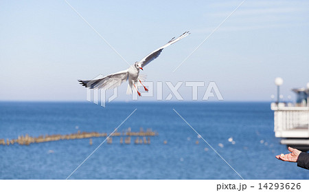 Seagull flying to a hand with piece of bread. Seagull flying to a hand with piece of bread. 14293626