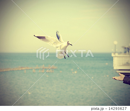 Feeding seagull; retro old style toned picture. Feeding seagull; retro old style toned picture. 14293627