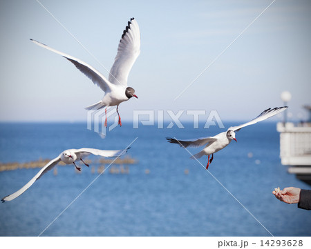 Feeding birds, hand with piece of bread. Feeding birds, hand with piece of bread. 14293628