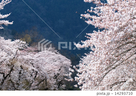 さくら満開 さくら満開 14293710