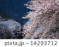 さくら満開 14293712