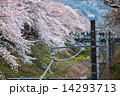 さくら満開 14293713
