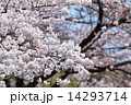 さくら満開 14293714
