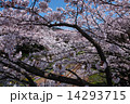 さくら満開 14293715