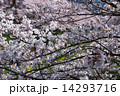 さくら満開 14293716
