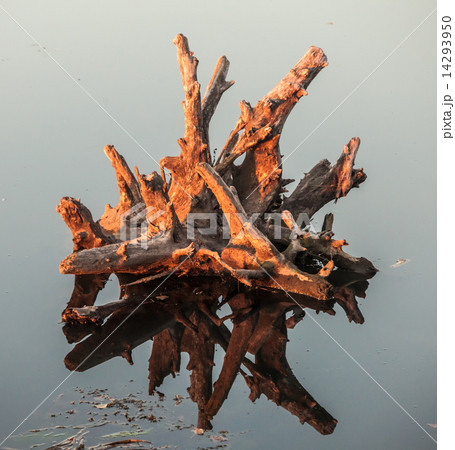 Lake water and tree stumps 14293950