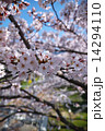さくら満開 14294110