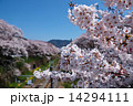 さくら満開 14294111