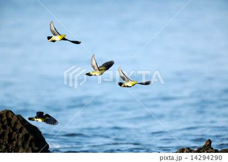 アオバト 14294290