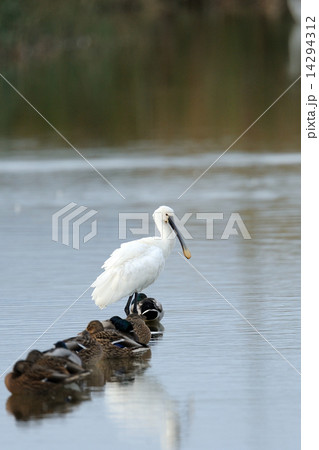 ヘラサギ  ヘラサギ  14294312