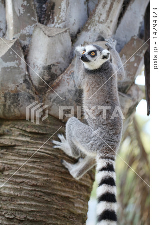 木に登るワオキツネザル 木に登るワオキツネザル 14294323