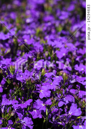 ロベリア紫花 14294683