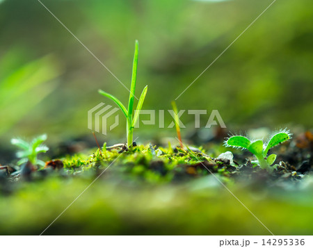 植物の芽生え 植物の芽生え 14295336