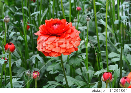 ラナンキュラス ラナンキュラス 14295364