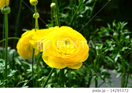ラナンキュラス ラナンキュラス 14295372