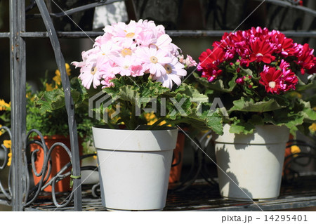 サイネリアの花 サイネリアの花 14295401