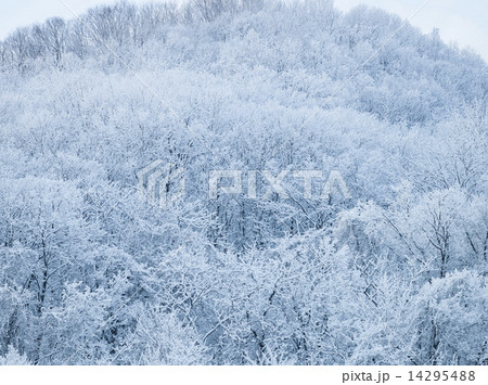樹氷 14295488
