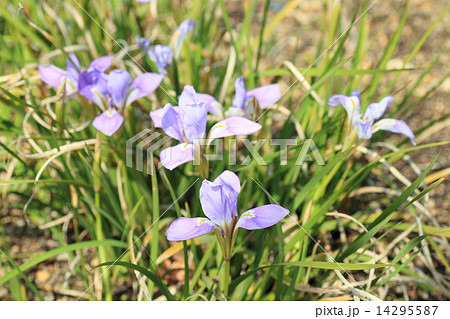 カンザキアヤメの花 14295587