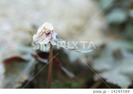ユキワリイチゲの花 ユキワリイチゲの花 14295589
