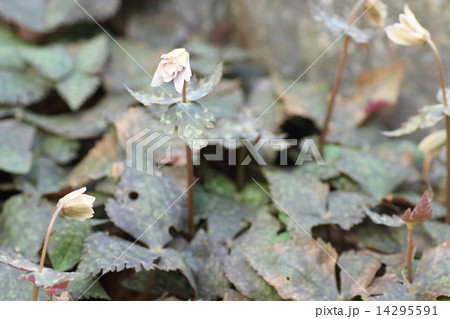 ユキワリイチゲの花 14295591