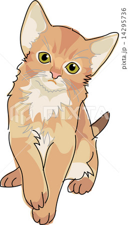 猫 ソマリ 猫 ソマリ 14295736