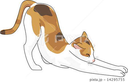 猫 日本猫 三毛 14295755