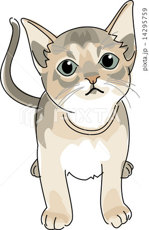 猫 アビシニアン 14295759